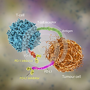 Immune checkpoint inhibitors in cancer treatment