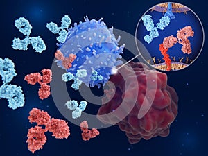 Immune checkpoint inhibitors: Interaction between PD-1 and PD-L1  blocked by therapeutic antibodies photo