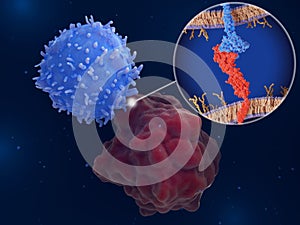Immune checkpoint: Interaction between PD-1 and PD-L1  inhibits T-cells photo
