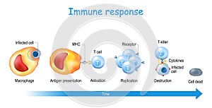 Immune response and Antigen presentation photo