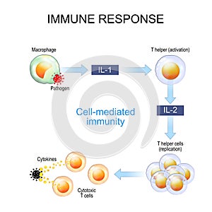 Immune response. Cell-mediated immunity