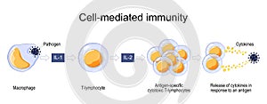 Immune response. Cell-mediated immunity