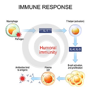 Immune response. Humoral immunity and antibody production photo