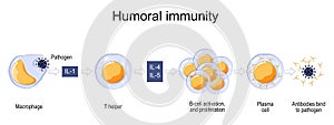 Immune response. humoral immunity photo