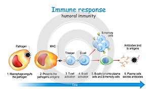 Immune response. humoral immunity photo