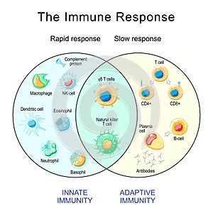 Immune Response. Rapid and slow response of Adaptive and Innate Immunity and antibody activation