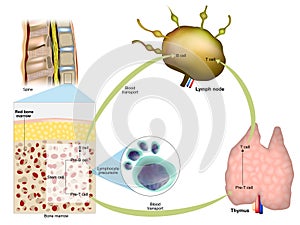 Immune response. Red bone marrow, Thymus and Lymph node. Production of lymphocytes. Maturation of T lymphocytes or B photo