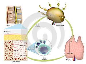 Immune response. Red bone marrow, Thymus and Lymph node. Production of lymphocytes. Maturation of T lymphocytes or B