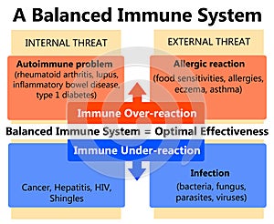 Immune system