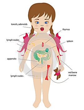 Immune system