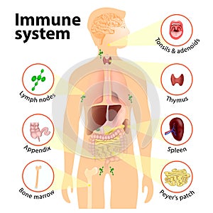 Immune system