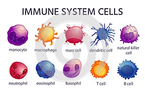 Immune system cell types. Cartoon macrophage, dendritic, monocyte, mast, b and t cells. Adaptive and innate immunity
