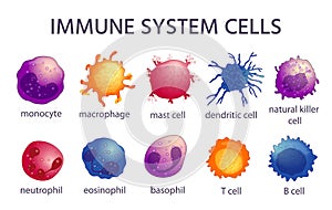 Immune system cell types. Cartoon macrophage, dendritic, monocyte, mast, b and t cells. Adaptive and innate immunity photo