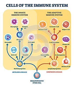 Immune system cells vector illustration. Labeled educational division scheme.