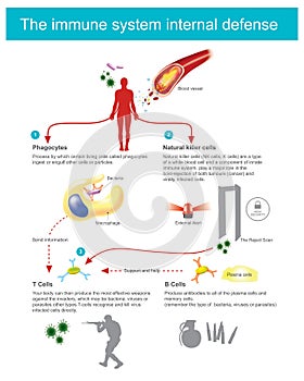 The immune system internal defence.