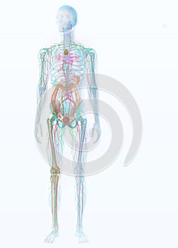 Immune system, medically 3D illustration