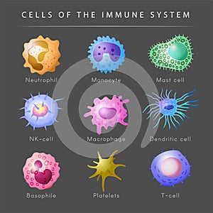 Immune system. Microbiology set monocyte lymphocyte t and b cells recent vector cartoon pictures