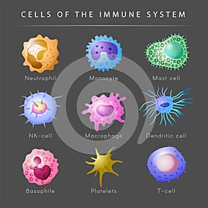 Immune system. Microbiology set monocyte lymphocyte t and b cells recent vector cartoon pictures photo