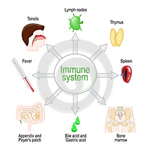 Immune system. Organs and function