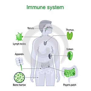 Immune system. Part of Lymphatic system