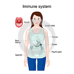 Immune system. woman silhouette with Internal organs
