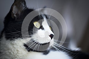 Immunodeficient black and white cat portrait