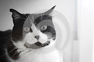 Immunodeficient black and white cat portrait