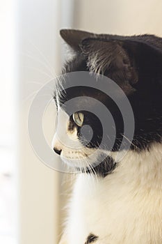 Immunodeficient black and white cat portrait