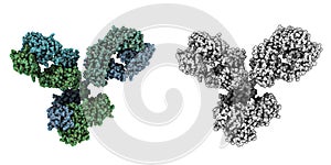 Immunoglobulin G (IgG1, antibody) molecule