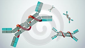 immunoglobulin A or IgA with secretory element photo