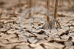 impact of climate change on agriculture