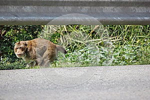 Impaired monkey run along the side way