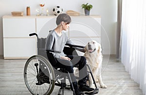Impaired teenager in wheelchair stroking his cute golden retriever at home. Domestic animals therapy concept