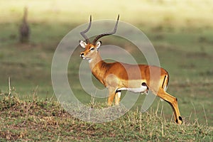 Impala photo