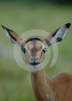 Impala photo