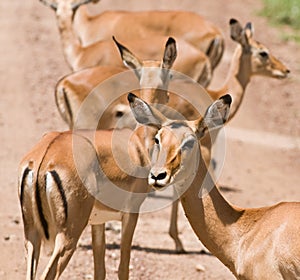 Impala