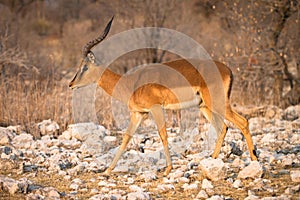 Impala photo