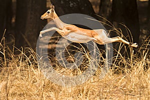 Impala photo