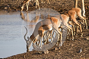 Impala photo