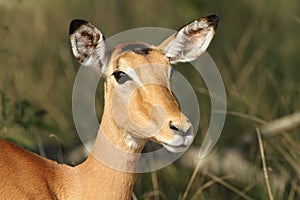 impala