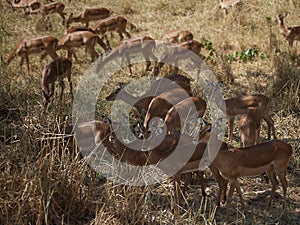 Impala