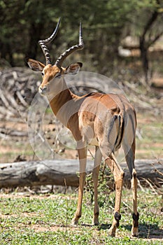 Impala