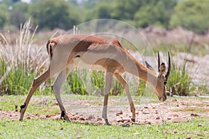 Impala