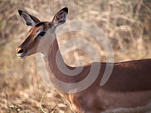 Impala