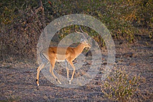 Impala