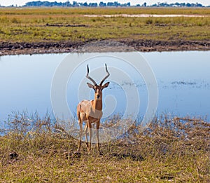 Impala (Aepyceros melampus)