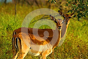 Impala (Aepyceros melampus)