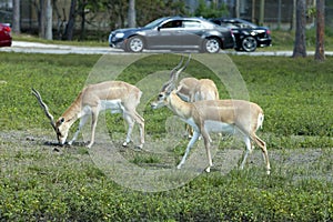 Impala (Aepyceros melampus)