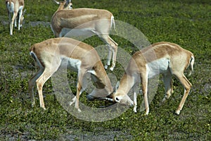 Impala (Aepyceros melampus)