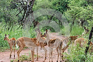 Impala [ Aepyceros melampus ]